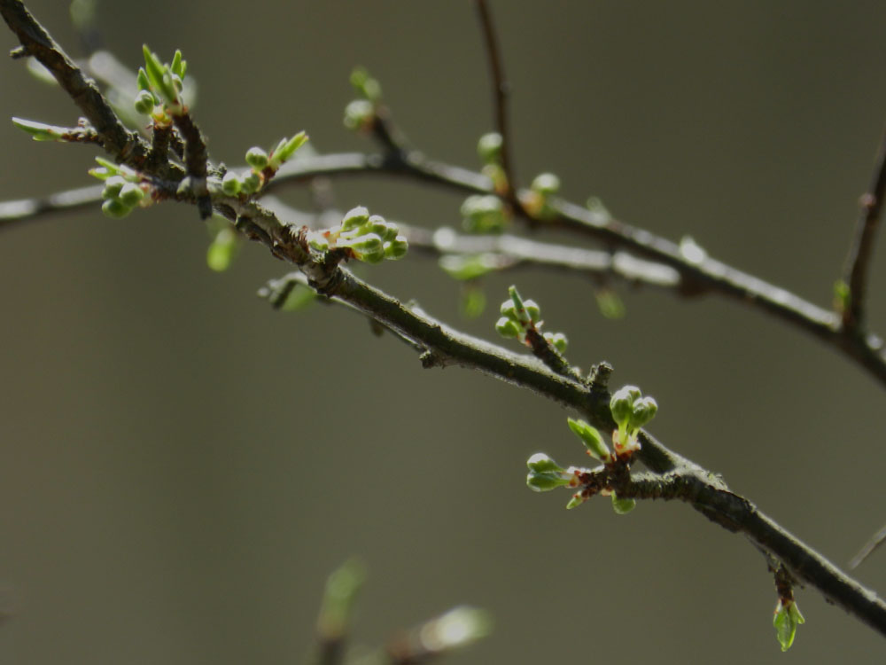 psicologo-psicologa-psicoterapeuta-metodo-tecnica-emdr-terapia-di-coppia-coaching-sport-sportivo-psicoterapia-vicenza-trento-milano-malattie-fisiche