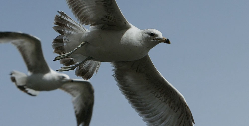 psicologo-psicologa-psicoterapeuta-metodo-tecnica-emdr-terapia-di-coppia-coaching-sport-sportivo-psicoterapia-vicenza-trento-milano-sensimotor