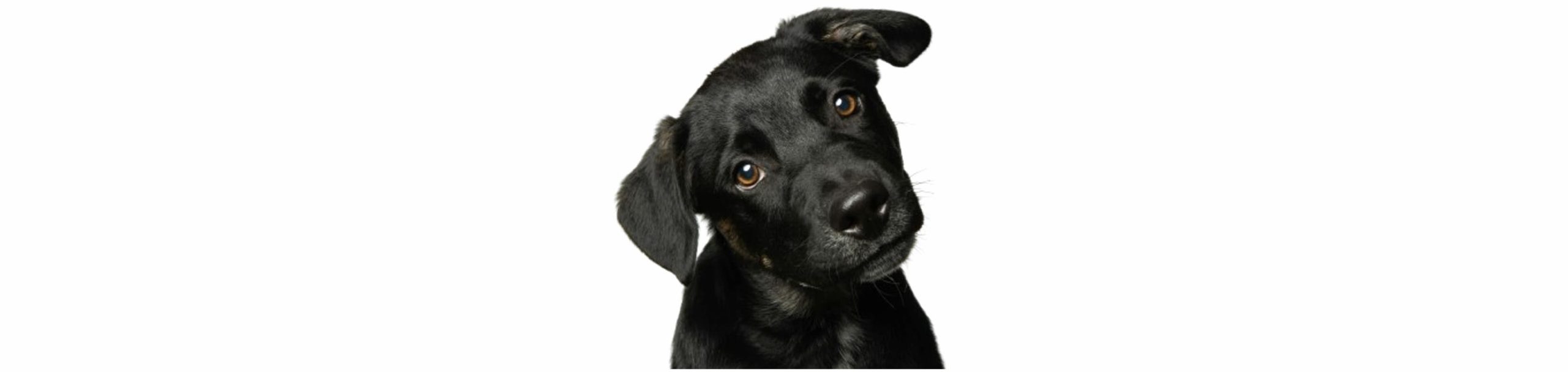 La-relazione-con-i-cani-psicologo-psicoterapeuta-trento-thiene-vicenza